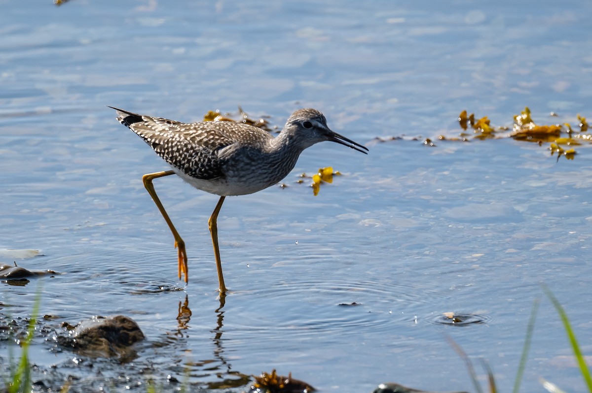 Lesser Yellowlegs - ML360323211