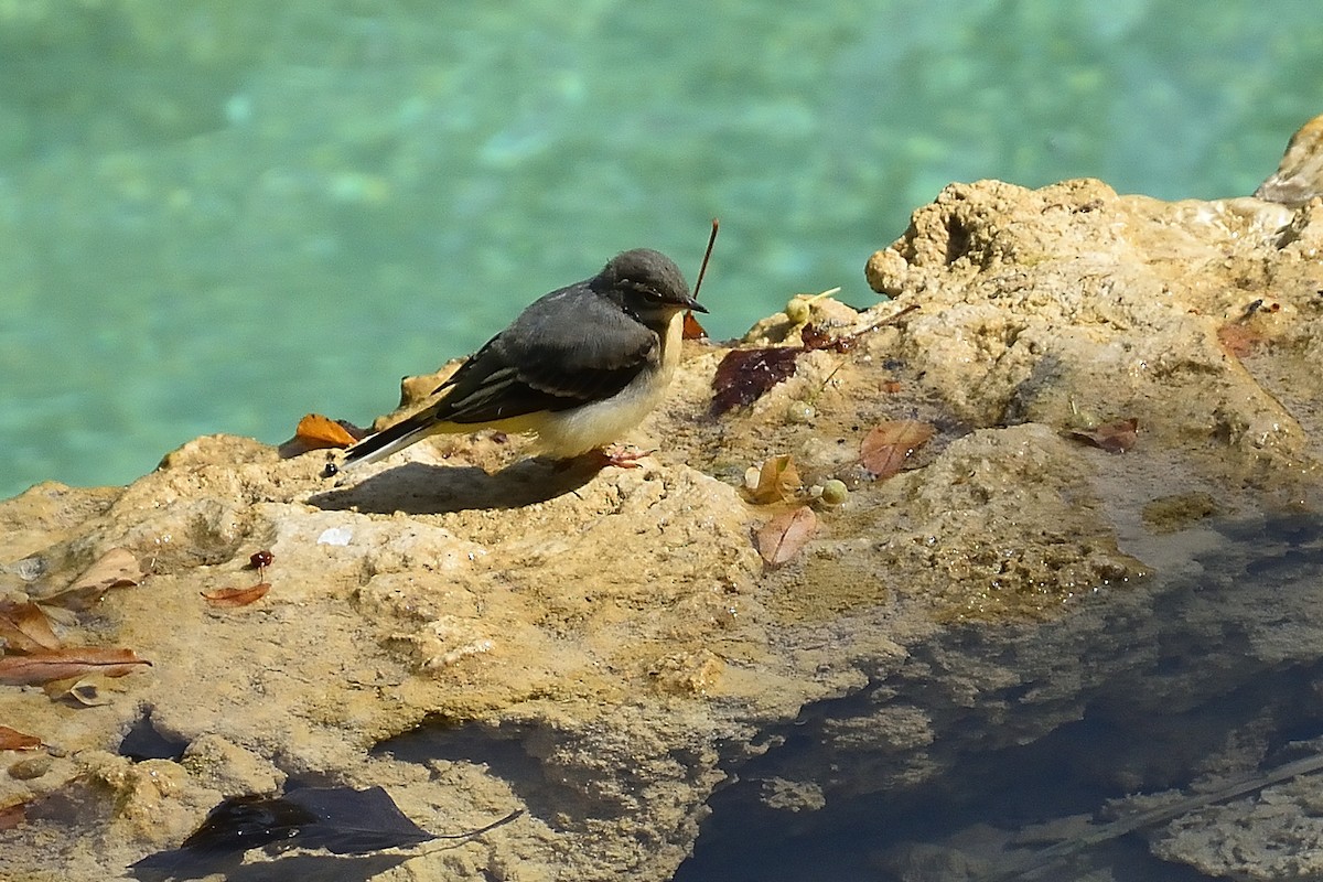 Gray Wagtail - ML360323481