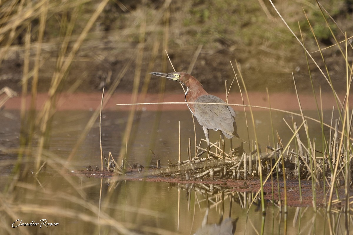 Rufescent Tiger-Heron - ML360324001