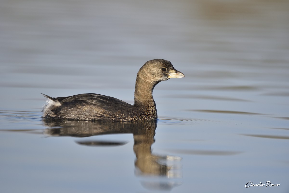 Pied-billed Grebe - ML360324071