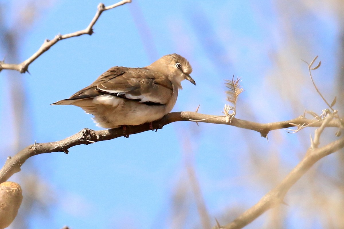 Picui Ground Dove - ML360326881