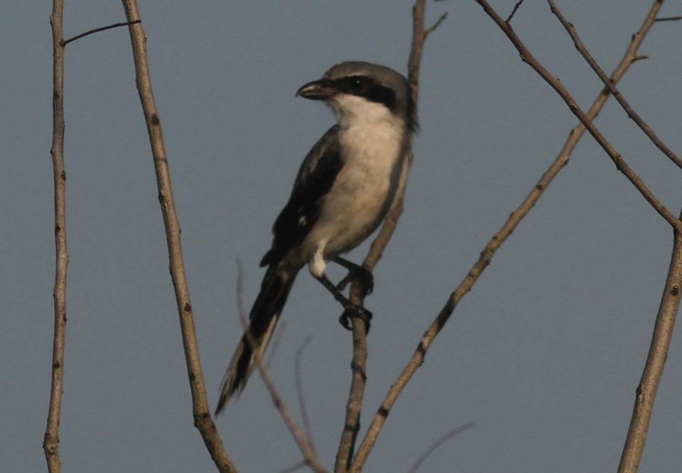 Loggerhead Shrike - ML36032701