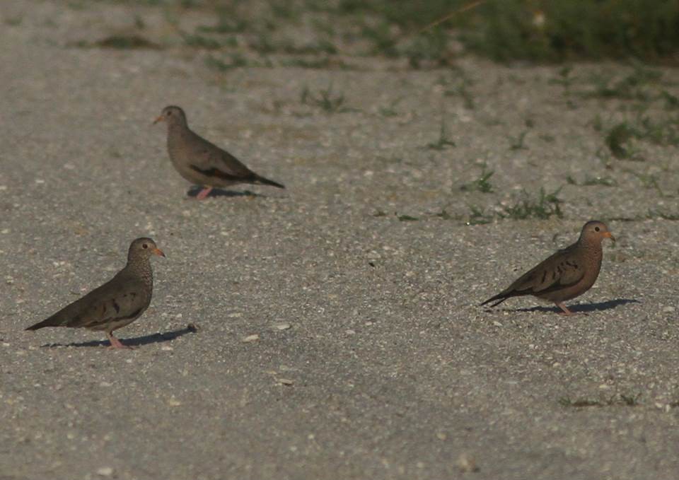 Common Ground Dove - ML36032721