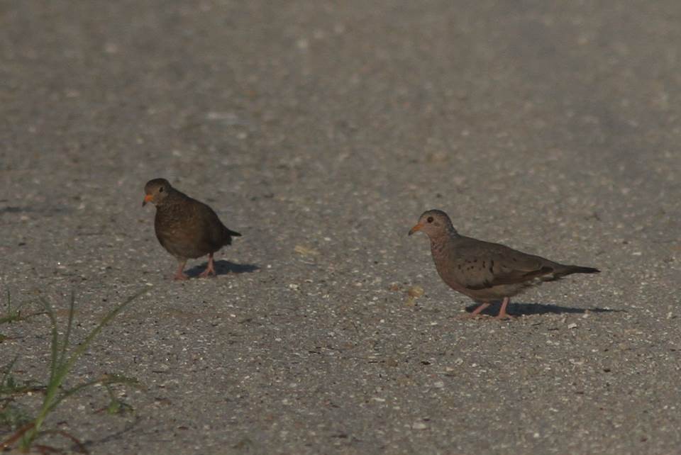 Common Ground Dove - ML36032731