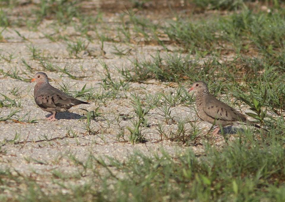 Common Ground Dove - ML36032741