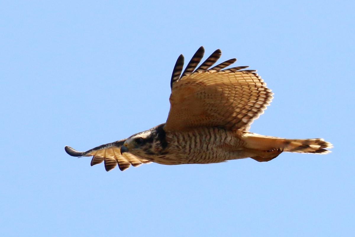 Roadside Hawk - ML360327641