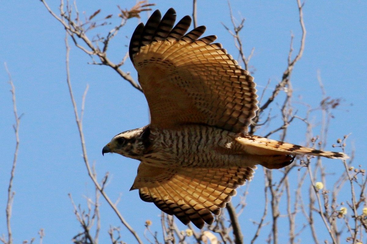 Roadside Hawk - ML360327691