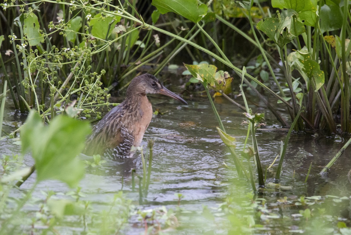 King Rail - ML360328801