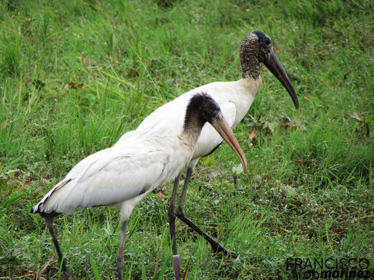 Wood Stork - Francisco Mariñez