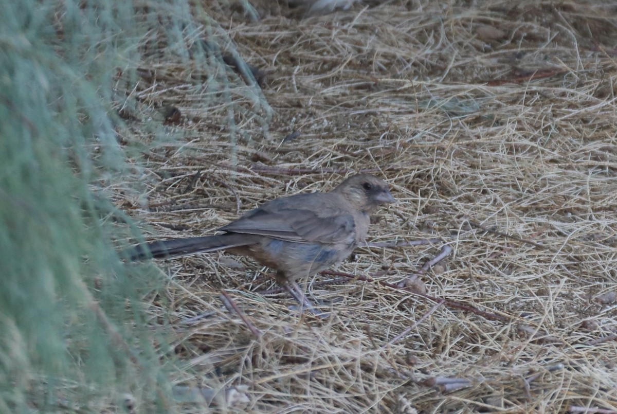 Abert's Towhee - ML360329931