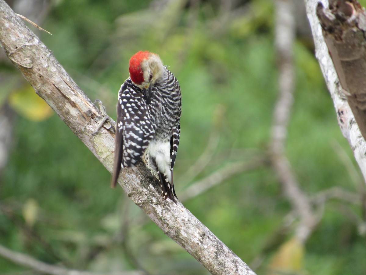 Red-crowned Woodpecker - ML360330161