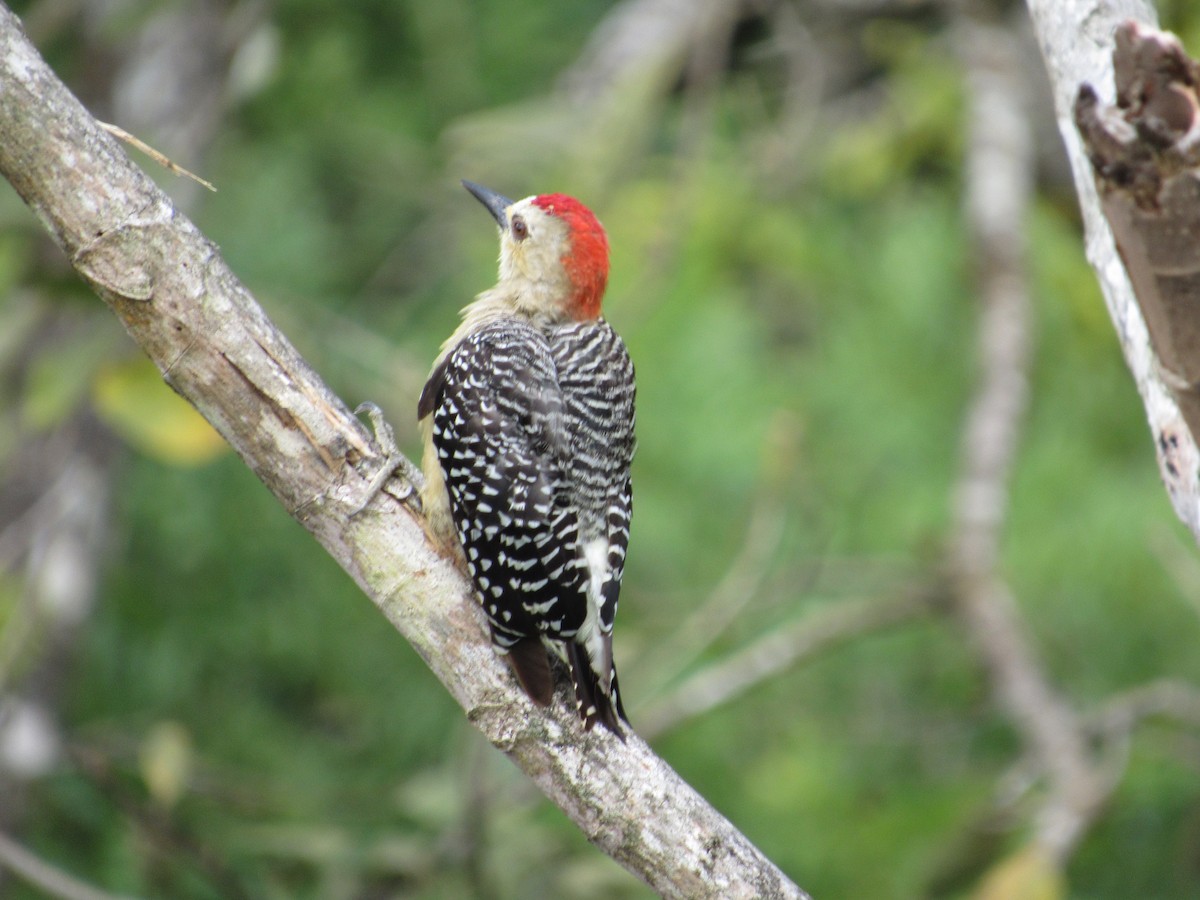 Red-crowned Woodpecker - ML360330171