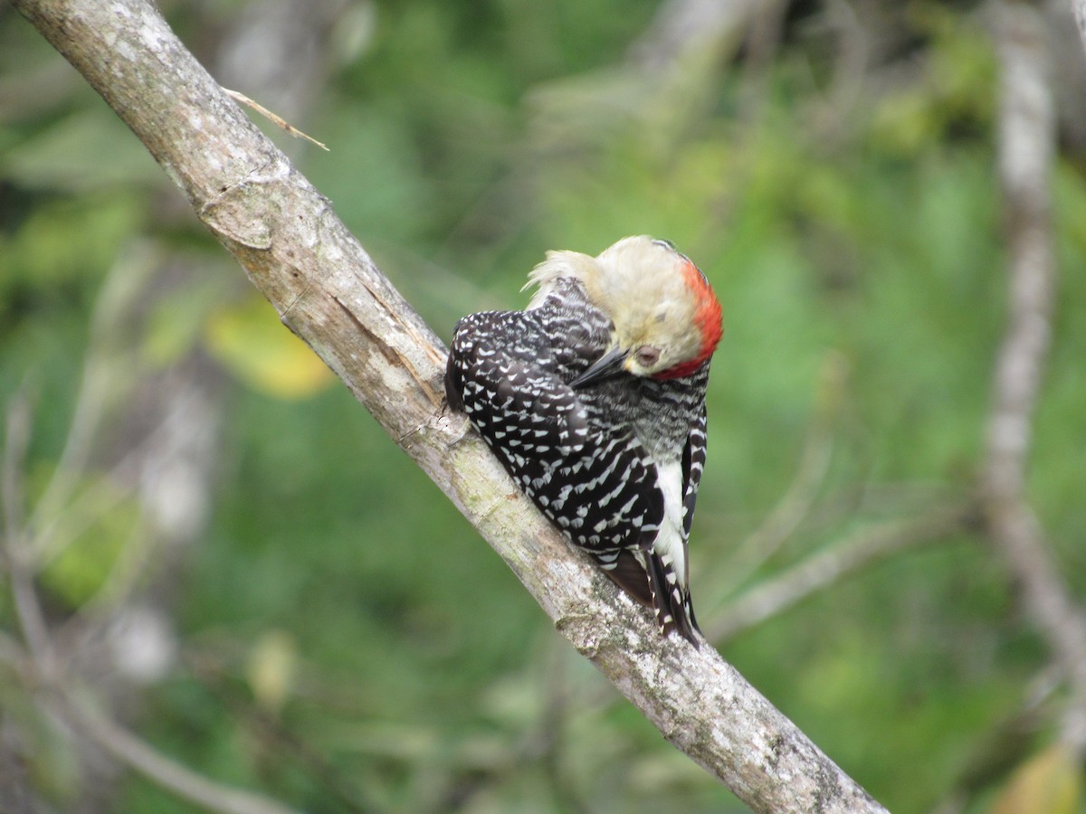 Red-crowned Woodpecker - ML360330191