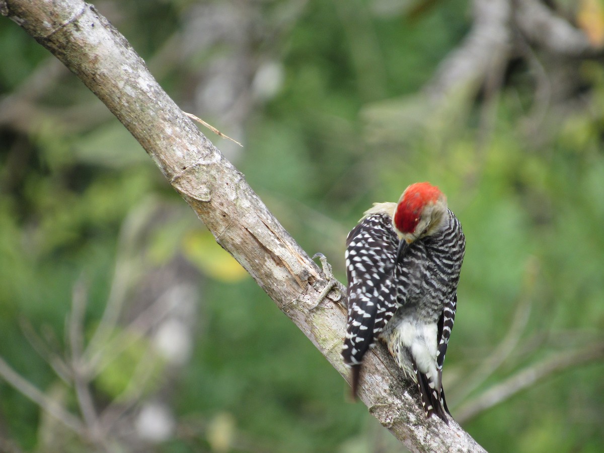 Red-crowned Woodpecker - ML360330221