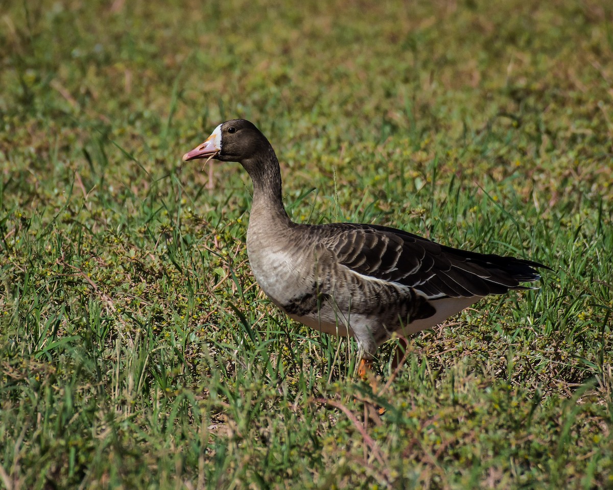 Greater White-fronted Goose - Miles orchinik