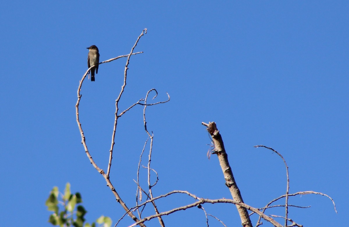 Western Wood-Pewee - David Lerwill