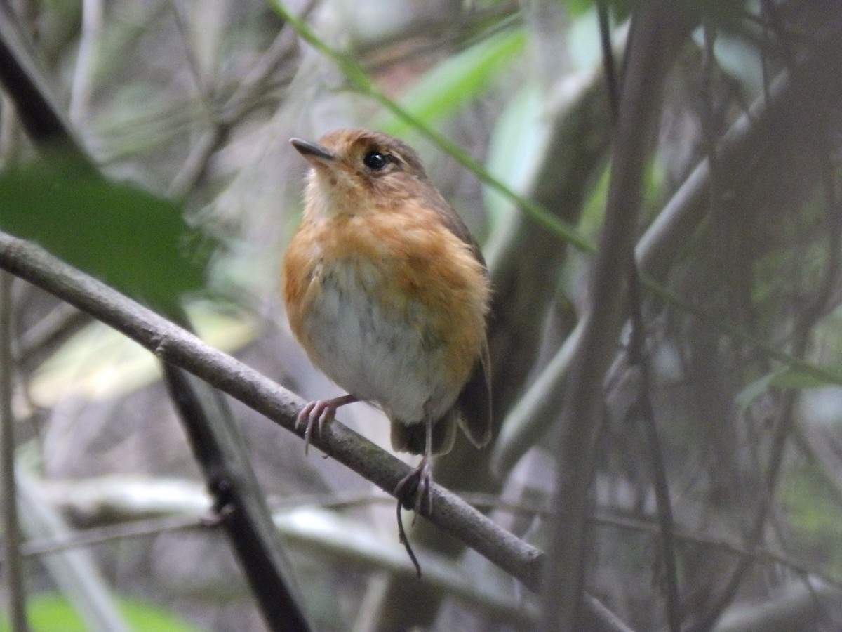 Rusty-breasted Antpitta - ML360335391