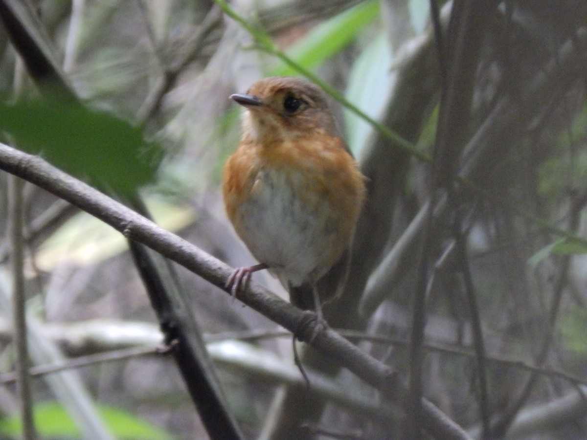 Rusty-breasted Antpitta - ML360335541