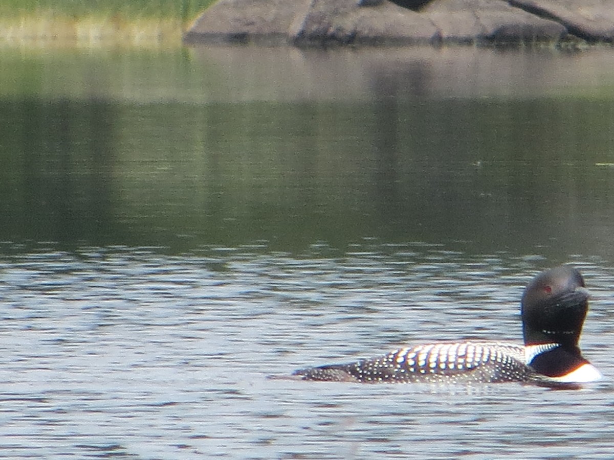 Common Loon - ML360336291