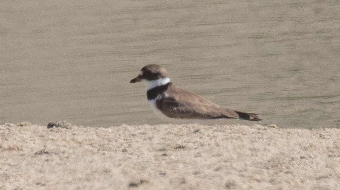 Semipalmated Plover - ML360337591
