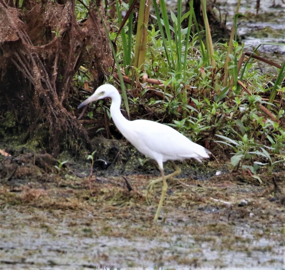 Little Blue Heron - ML360337721