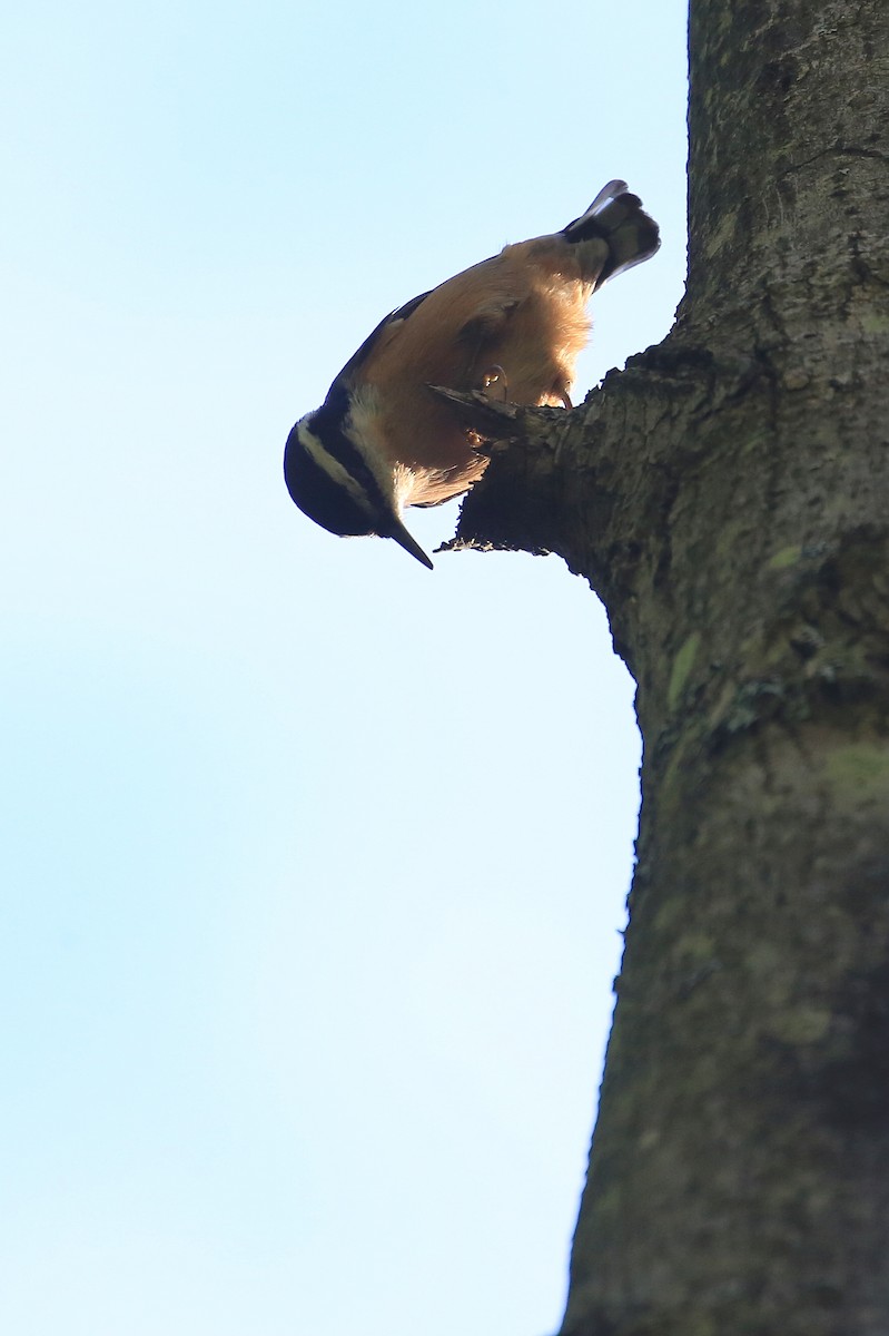 Red-breasted Nuthatch - ML36033821