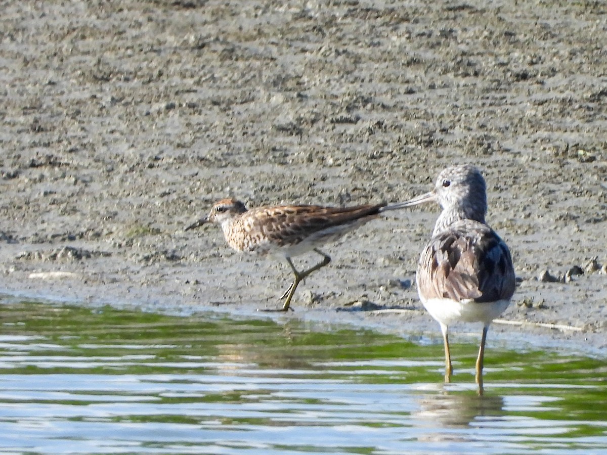 Sharp-tailed Sandpiper - Ansar Ahmad Bhat