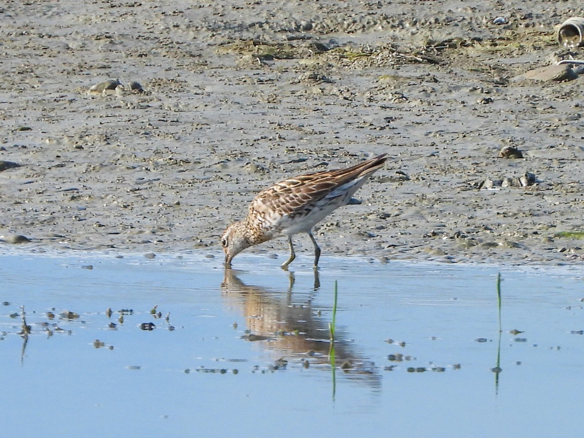 Sharp-tailed Sandpiper - ML360338891