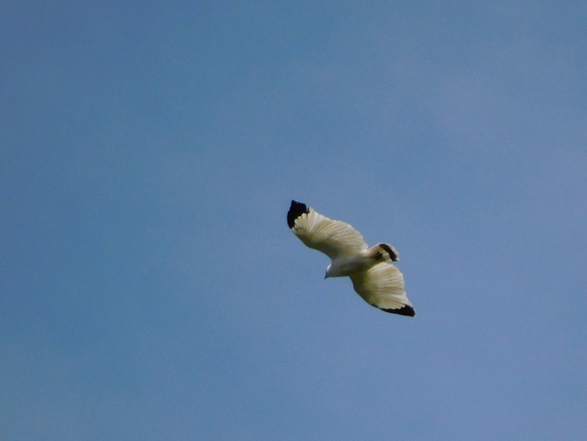 White Hawk - Carlos Mancera (Tuxtla Birding Club)