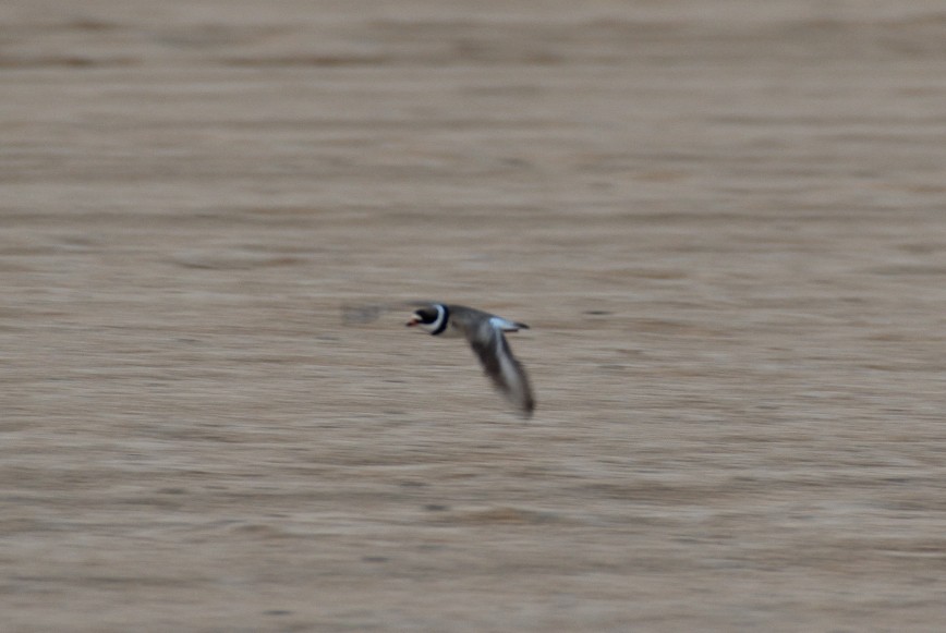 Semipalmated Plover - ML360340401