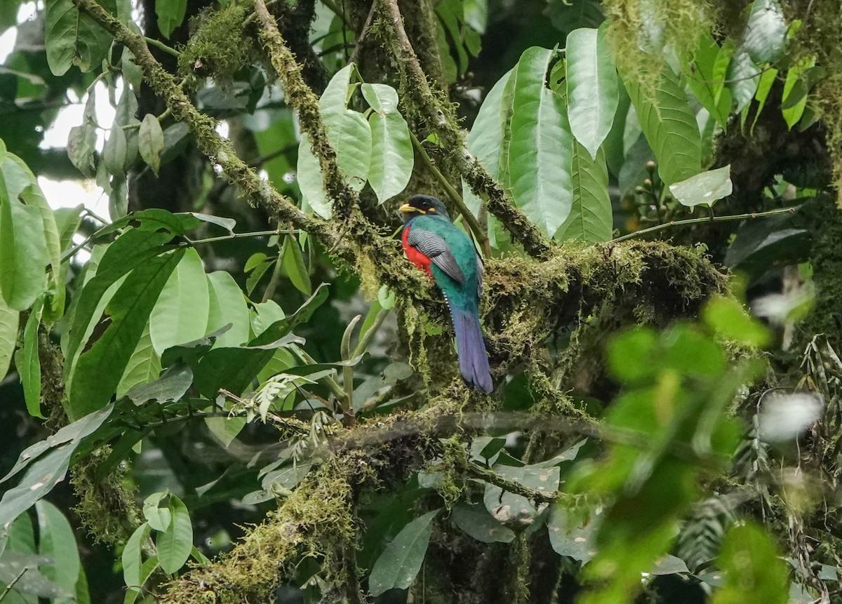 Bar-tailed Trogon - ML360340481