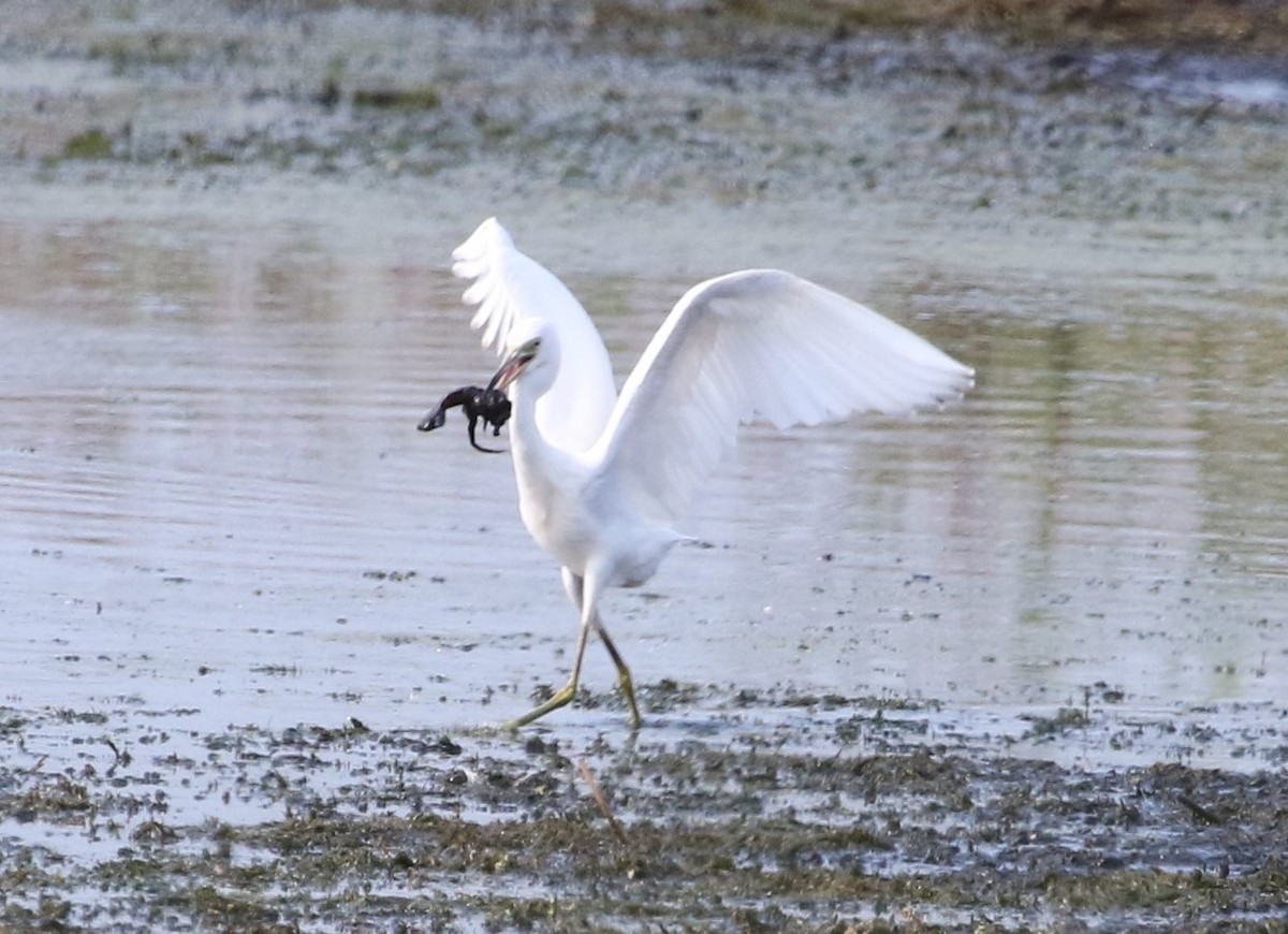 Little Blue Heron - ML360341031