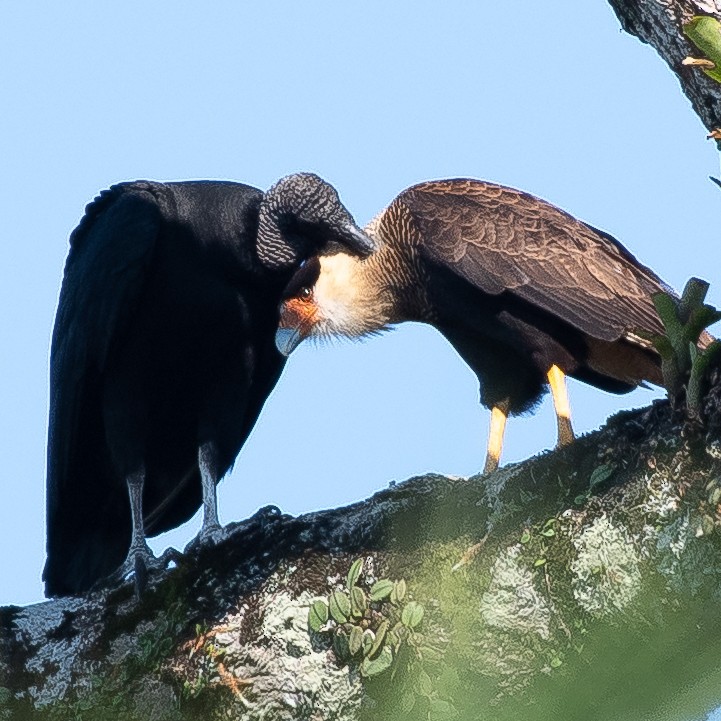 Black Vulture - ML360341611