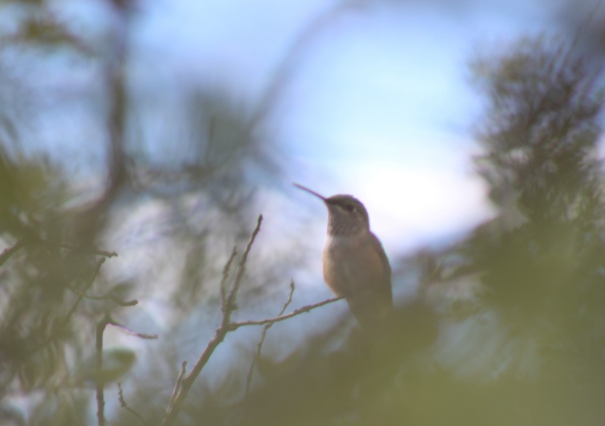 Rufous Hummingbird - ML36034281