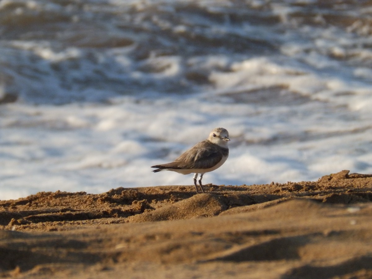 Kentish Plover - ML360342991