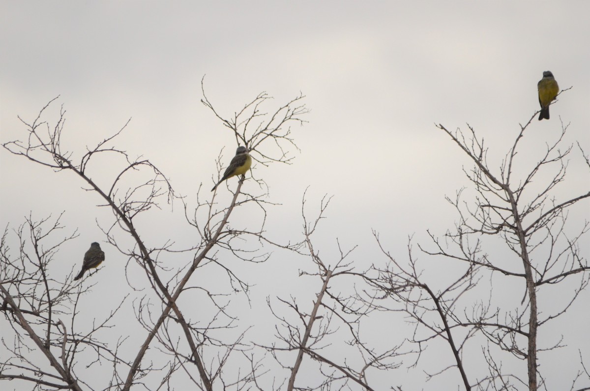 Tropical Kingbird - ML360343341