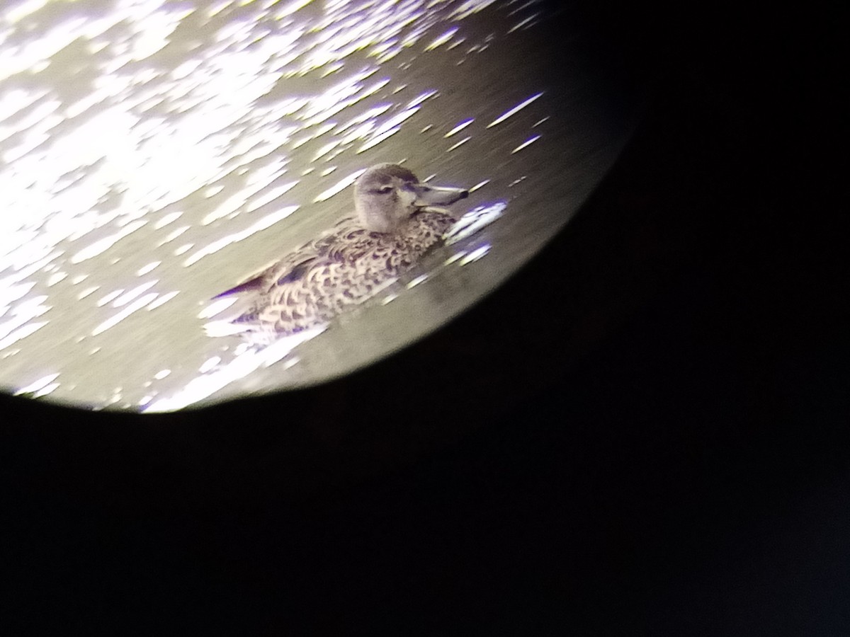 Blue-winged Teal - ML360344031