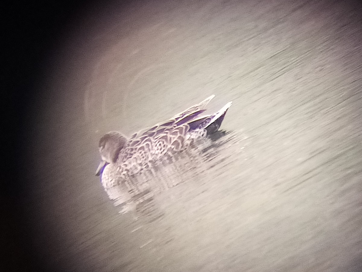 Blue-winged Teal - ML360344161