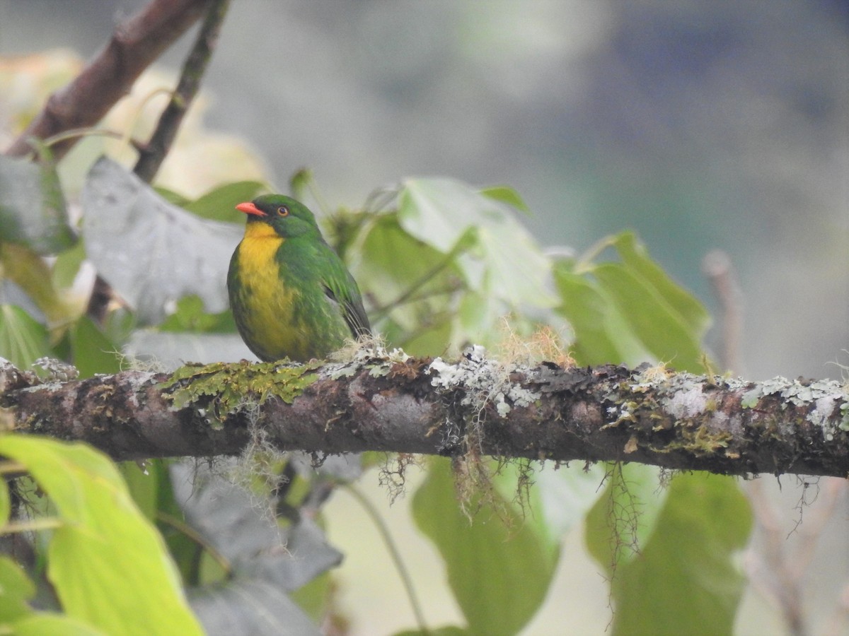 Golden-breasted Fruiteater - ML360344321