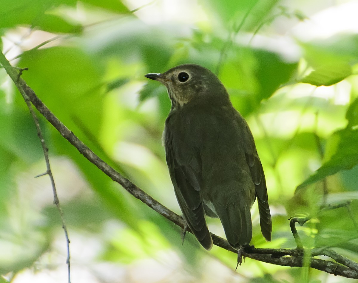 Swainson's Thrush - ML36034441