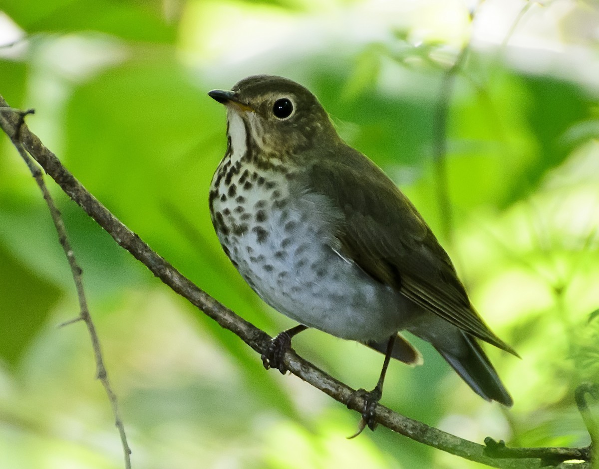 Swainson's Thrush - ML36034451