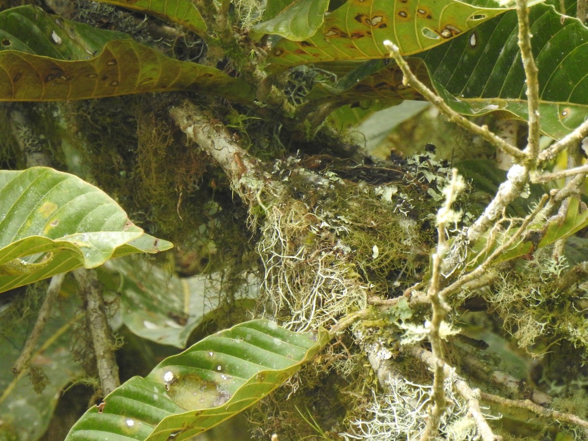Black-capped Tanager - ML360344721