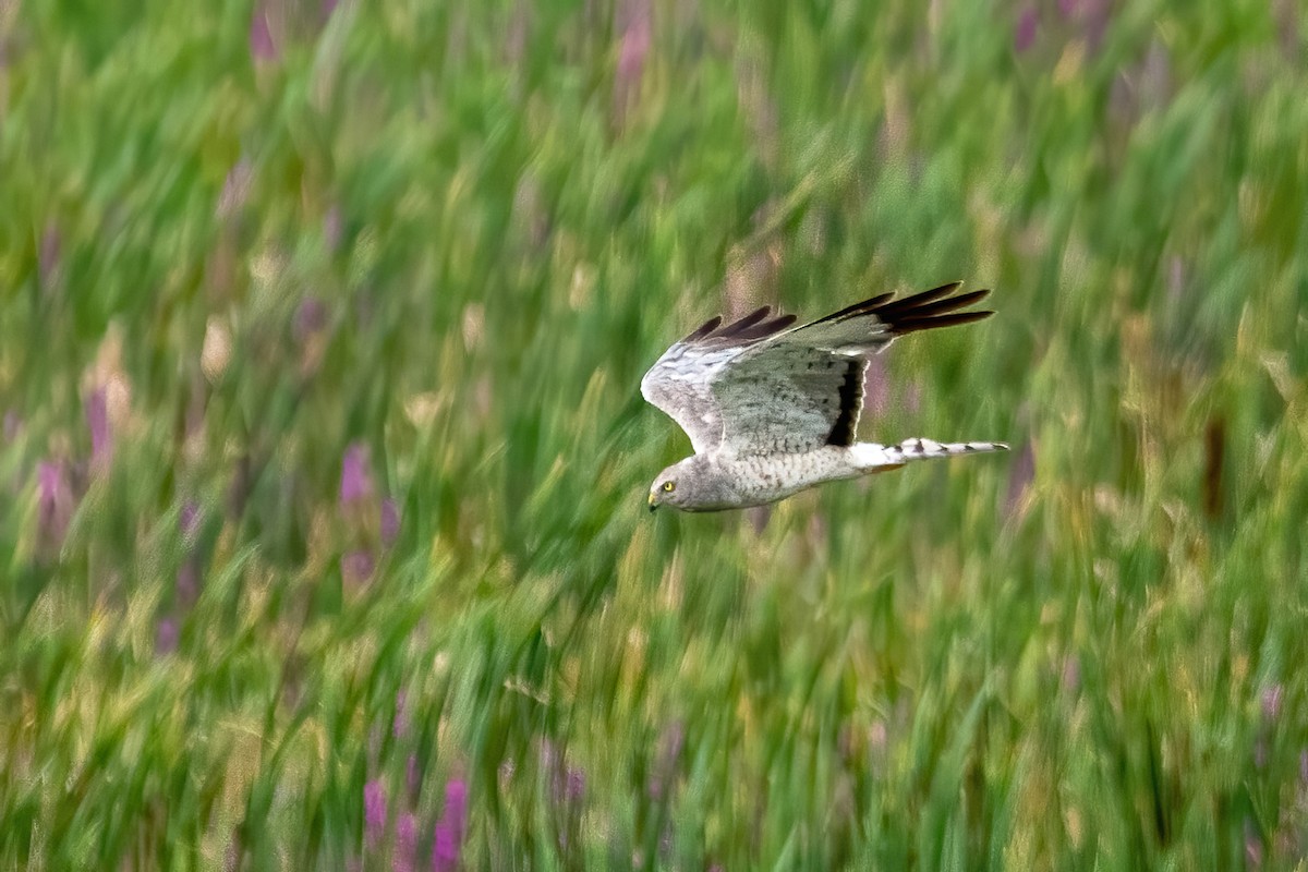 Northern Harrier - ML360345191