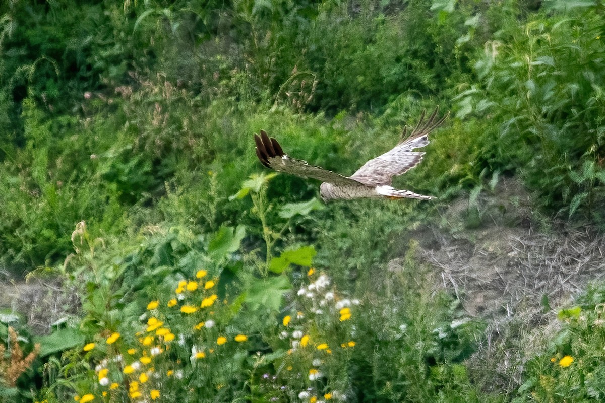 Northern Harrier - ML360345211