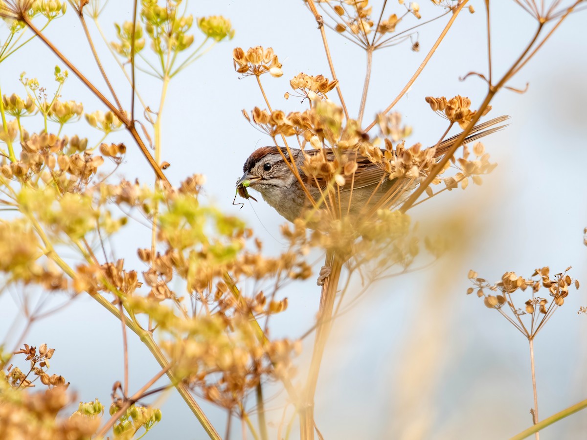 Swamp Sparrow - ML360345361