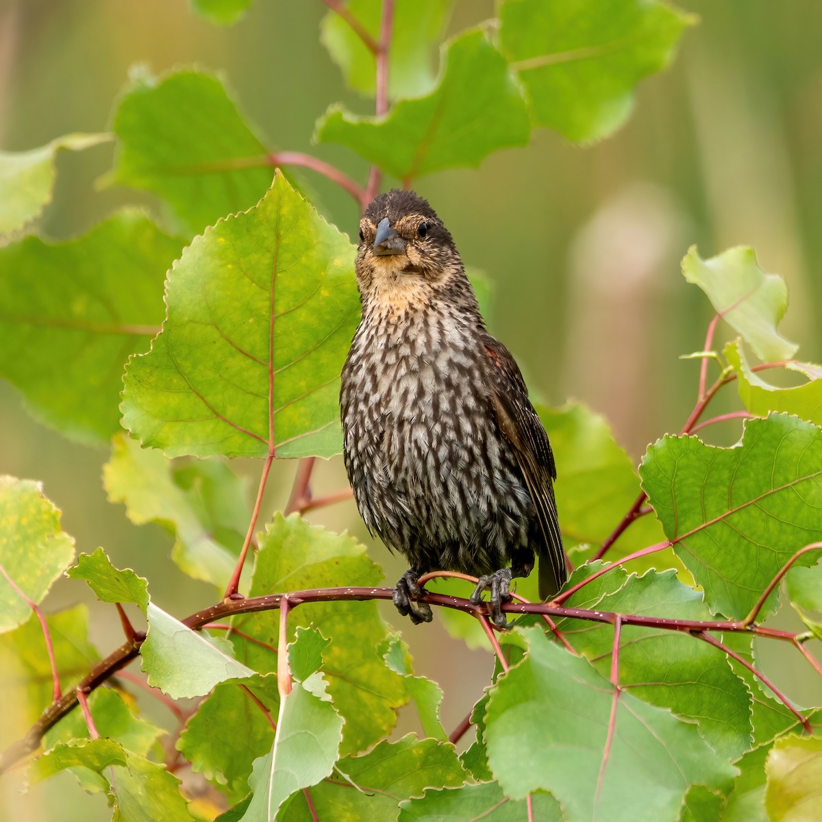 Red-winged Blackbird - ML360345751