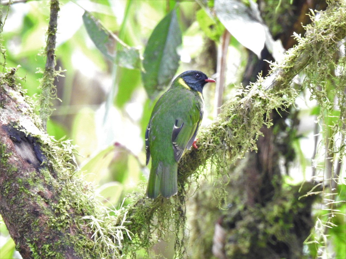 Green-and-black Fruiteater - ML360345921