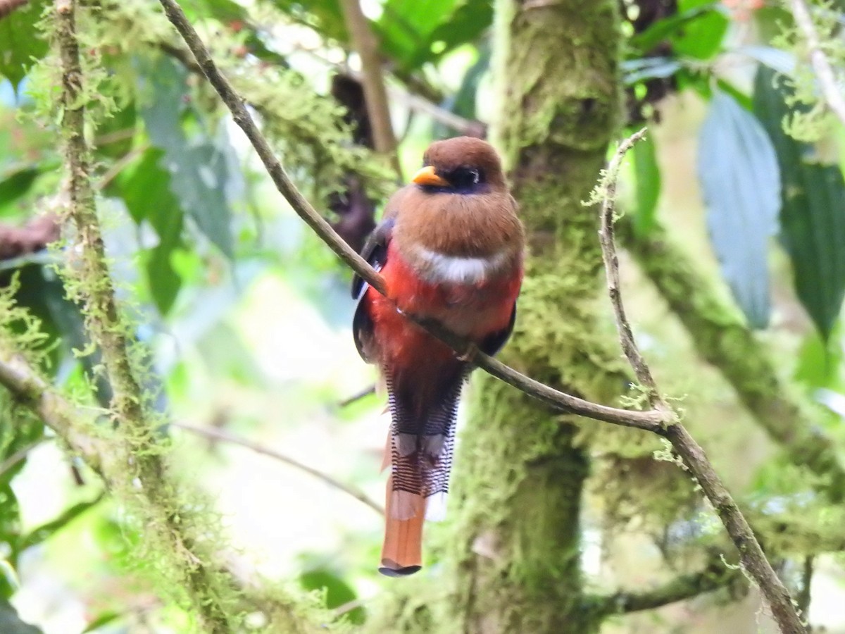 Masked Trogon - ML360346121