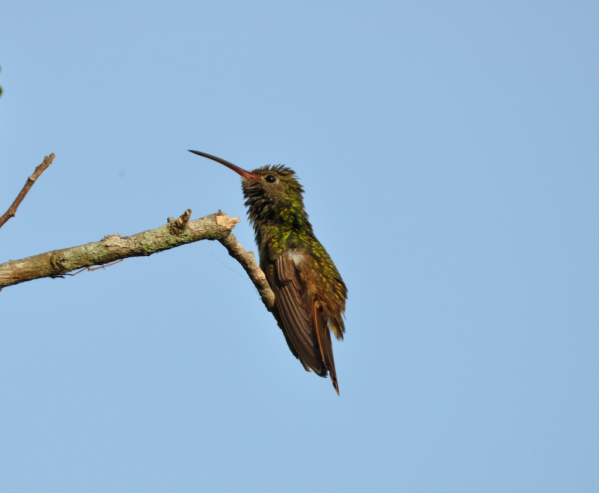 Buff-bellied Hummingbird - ML360346561