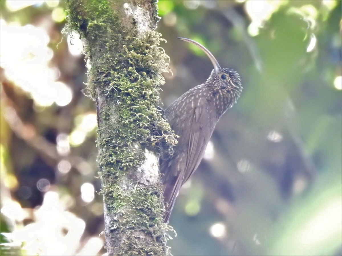 Brown-billed Scythebill - ML360346711